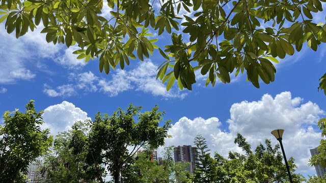 蓝天白云绿树