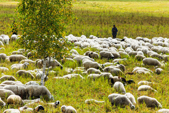 草地羊群放牧