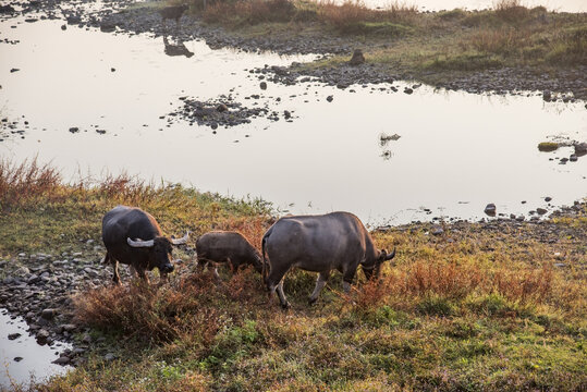 在溪边吃草的水牛
