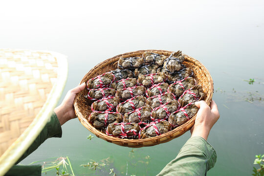 阳澄湖大闸蟹