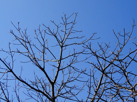 冬天核桃树枝