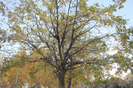 秋天皂角树