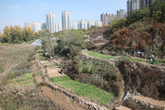 城市开荒小菜园