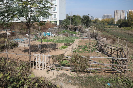 城市开荒小菜园