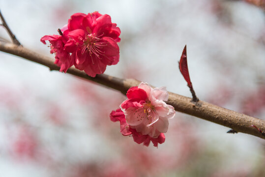 腊梅花