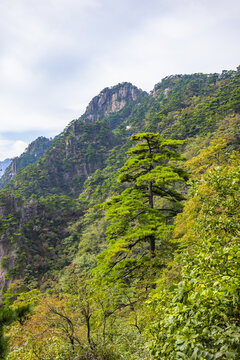 安徽黄山风景区自然风光