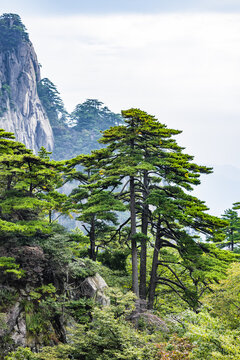 安徽黄山风景区自然风光