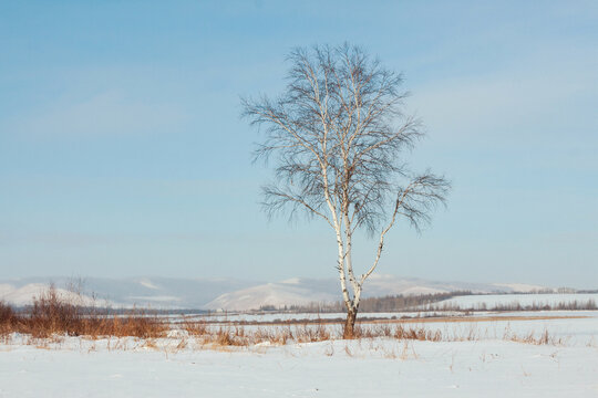 雪原一棵树白桦树