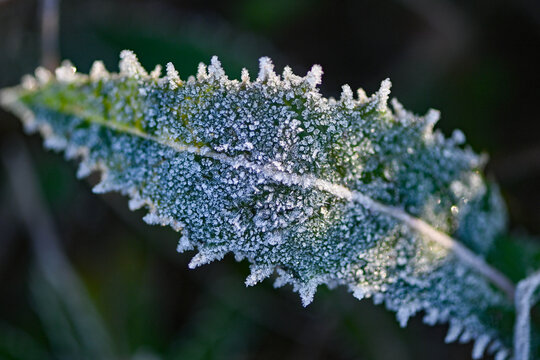 植物结霜