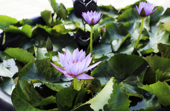 夏季莲花莲叶紫色莲花禅意