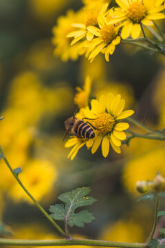 小黄花上采蜜的蜜蜂