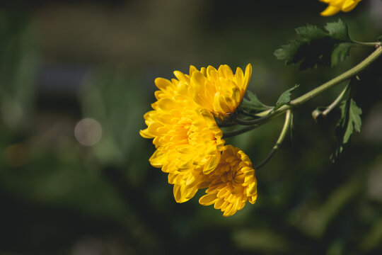 一枝菊花