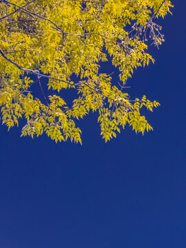 蓝天下秋天的苦楝树