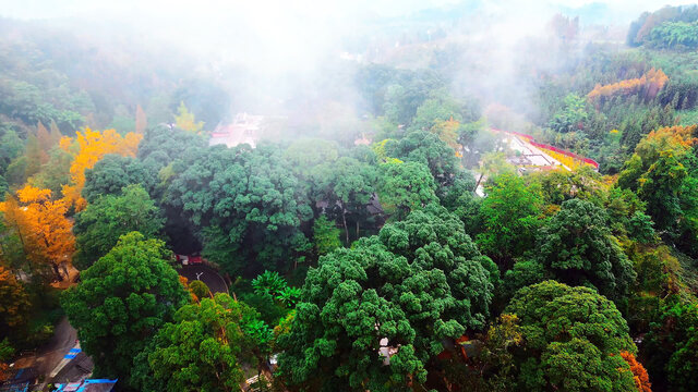 云雾了然的云峰寺桢楠树林