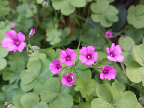 红花酢浆草