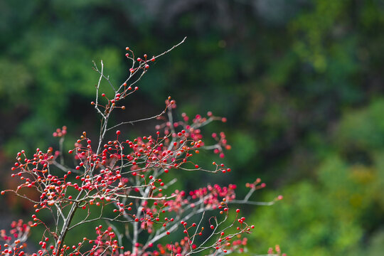 黄山自然风景区山上的红色浆果