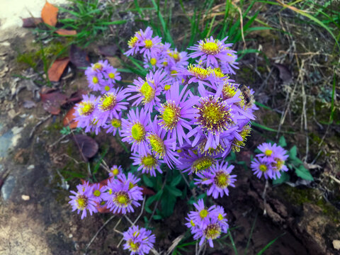 野外开放白菊花野花