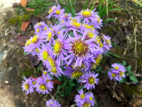 野外开放白菊花野花