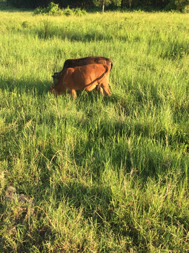 田野上的黄牛在吃草