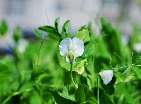 豌豆开花