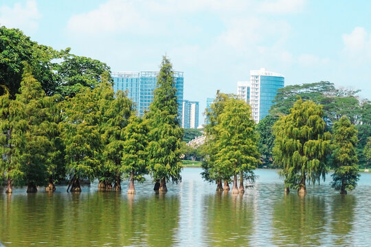 城与树