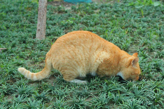 橘猫喝水