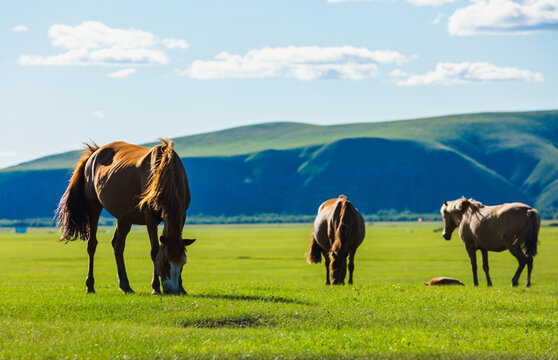 夏季绿色草原牧场马群