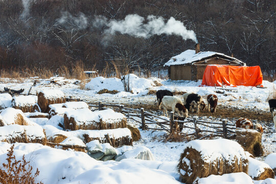 冬季牛群养殖