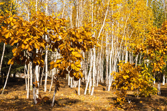 秋季金色树林