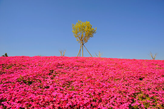 薰衣草花海