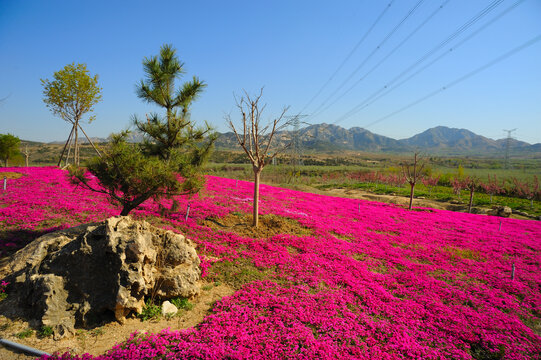 粉黛乱子草