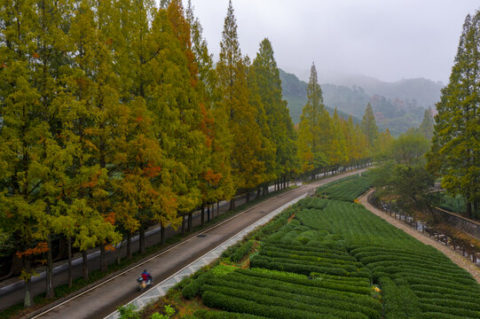 杭州市西湖龙井茶地梅家坞秋色