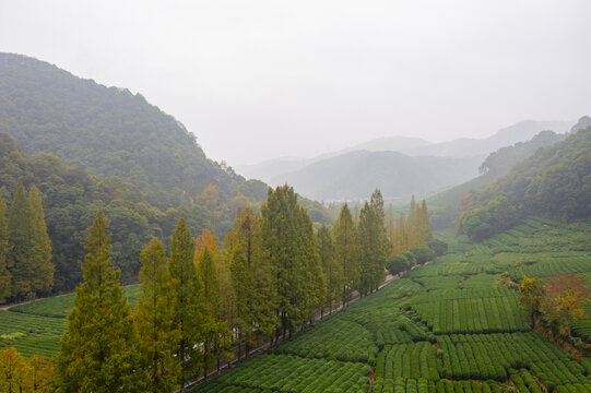 杭州市西湖龙井茶地梅家坞秋色