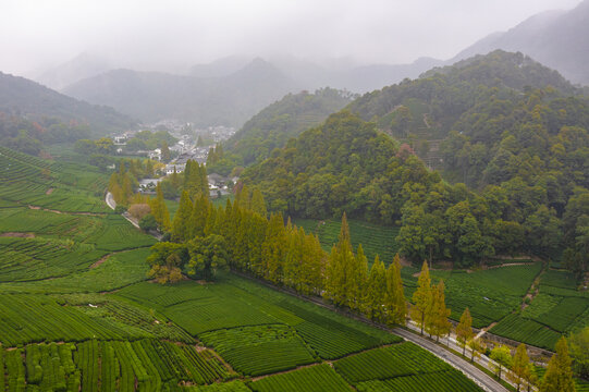 杭州市西湖龙井茶地梅家坞秋色