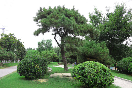 主题公园绿化松树