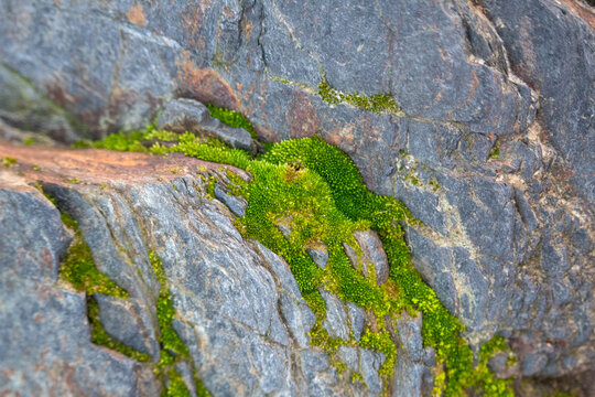 绿青苔和岩石