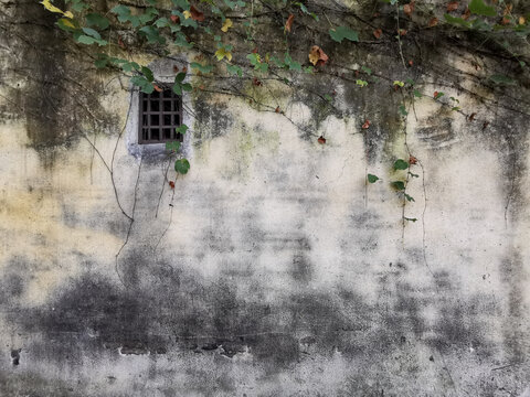 老旧墙壁上的藤蔓