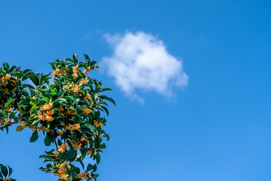 天空绿树