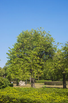 杨桃树绿树景观