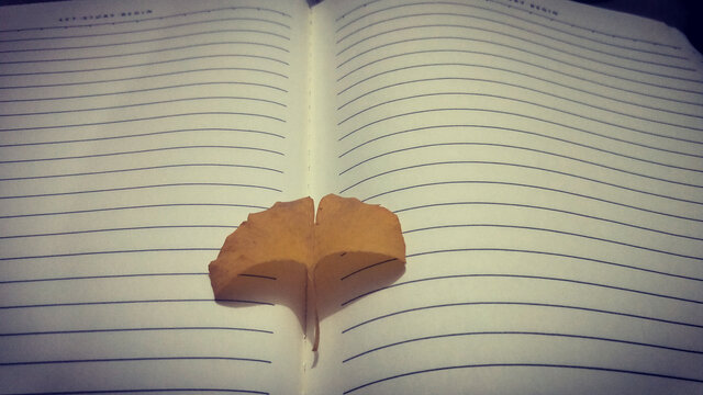 书与叶子