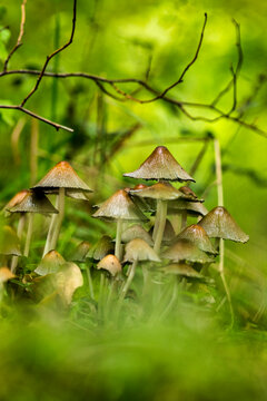 野山菌与野蘑菇