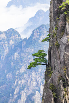 安徽黄山自然风景区的松树