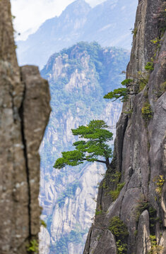 安徽黄山自然风景区的松树