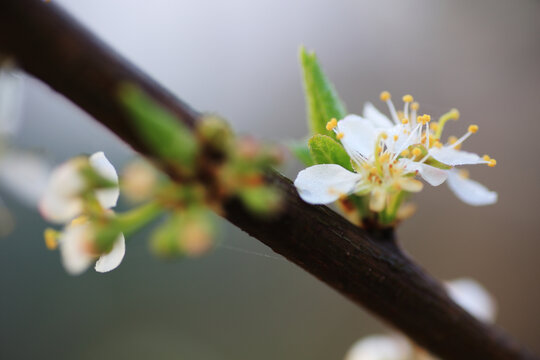 果树果园桃花开