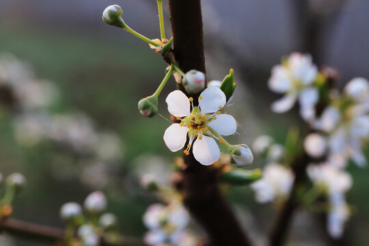 果树果园桃花开