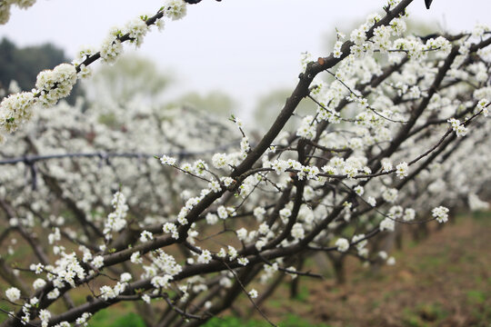 果树果园桃花开