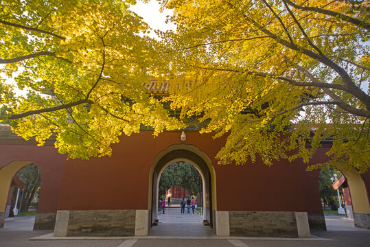 北京中山公园银杏