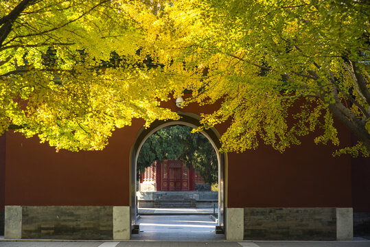 北京中山公园银杏