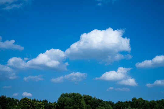 蓝天白云树