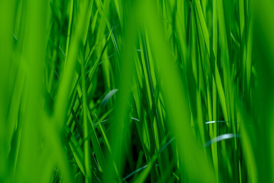 水稻稻草绿色田野草丛